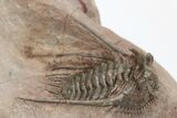 Kettneraspis & Metacanthina Trilobite Association - Lghaft, Morocco #210292-4